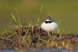 Kulík říční  ( Charadrius dubius )