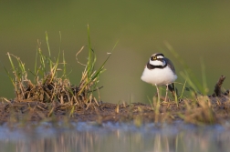 Kulík říční  ( Charadrius dubius )