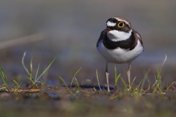 Kulík říční  ( Charadrius dubius )