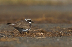 Kulík říční  ( Charadrius dubius )