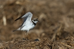 Kulík říční  ( Charadrius dubius )