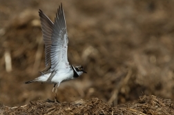 Kulík říční  ( Charadrius dubius )