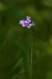 Kyčelnice cibulkonosná  ( Dentaria...