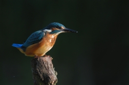 Ledňáček říční ( Alcedo atthis )