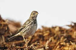 Liduška luční  ( Anthus pratensis )