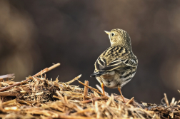 Liduška luční  ( Anthus pratensis )