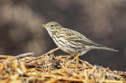 Liduška luční  ( Anthus pratensis )
