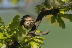 Linduška lesní  (Anthus trivialis )