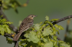 Linduška lesní  (Anthus trivialis )