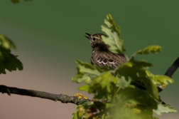 Linduška lesní  (Anthus trivialis )