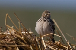 Linduška luční ( Anthus pratensis )