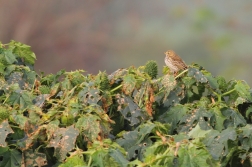 Linduška luční ( Anthus pratensis )