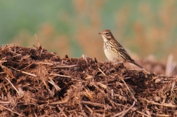 Linduška luční ( Anthus pratensis )
