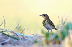 Linduška luční  ( Anthus pratensis )