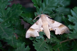 Lišaj dubový  ( Marumba quereus )