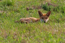 Liška obecná  ( Vulpes vulpes )