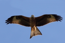 Luňák červený  ( Milvus milvus )
