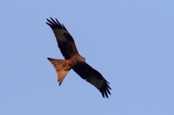 Luňák červený  ( Milvus milvus )