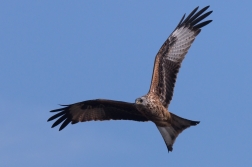 Luňák červený  ( Milvus milvus )