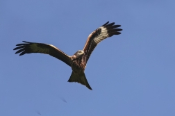 Luňák červený  ( Milvus milvus )