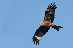 Luňák červený  ( Milvus milvus )