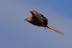 Luňák červený  ( Milvus milvus )