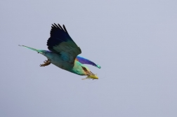 Mandelík hajní  ( Coracias garrulus )