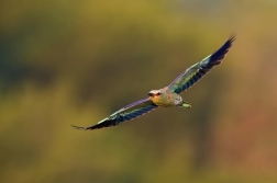 Mandelík hajní  ( Coracias garrulus )