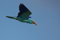 Mandelík hajní  ( Coracias garrulus )