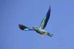 Mandelík hajní  ( Coracias garrulus )