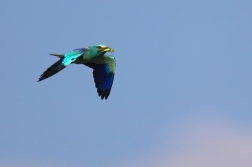 Mandelík hajní  ( Coracias garrulus )
