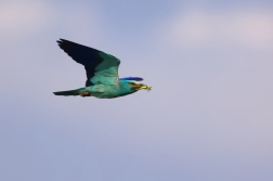 Mandelík hajní  ( Coracias garrulus )