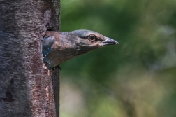 Mandelík hajní  ( Coracias garrulus )
