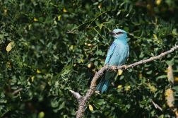 Mandelík hajní  ( Coracias garrulus )