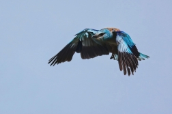 Mandelík hajní  ( Coracias garrulus )