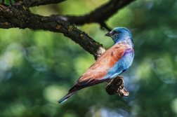 Mandelík hajní  ( Coracias garrulus )