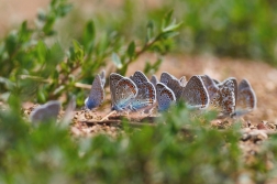 Modrásek jehlicový ( Polyommatus icarus )