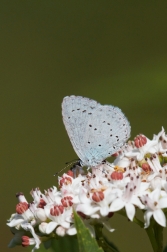 Modrásek krušinový  ( Celastrina argiolus...