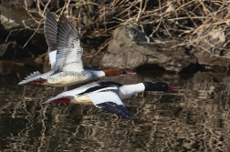 Morčák velký  ( Mergus merganser )