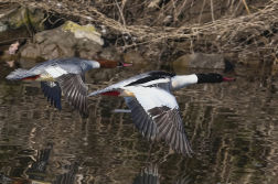 Morčák velký  ( Mergus merganser )