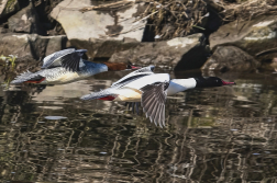 Morčák velký  ( Mergus merganser )