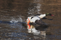 Morčák velký  ( Mergus merganser )