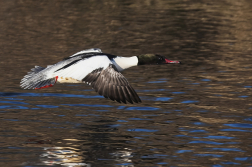 Morčák velký  ( Mergus merganser )