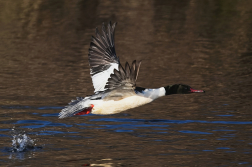 Morčák velký  ( Mergus merganser )