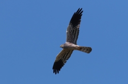 Moták lužní  ( Cirkus pygargus )