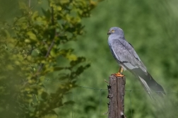 Moták lužní  ( Cyrkus pygargus )