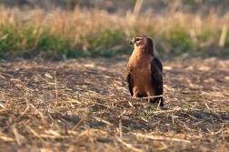 Moták lužní  ( Cyrkus pygargus )