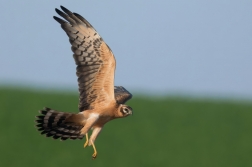 Moták lužní  ( Cyrkus pygargus )