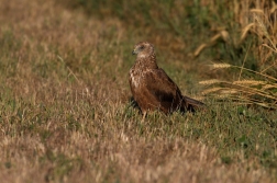 Moták pochop  ( Cirkus aeruginosus )