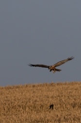 Moták pochop  ( Cirkus aeruginosus )